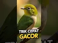 Download Lagu Burung Plecimu Belum Mau Gacor? Ini Trik cepatnya #shorts