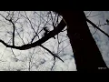 Download Lagu Squirrel Kill Shot Slow Motion!!