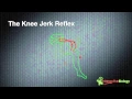 023 How Reflexes Work Knee jerk and eye blink