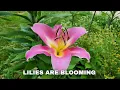 Download Lagu Blooming Timeline of My Lilies: From First Petal to the Last
