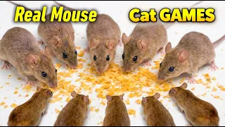 Cat TV - Real Rat s for Cats to Watch Rat Sound Cat GAMES