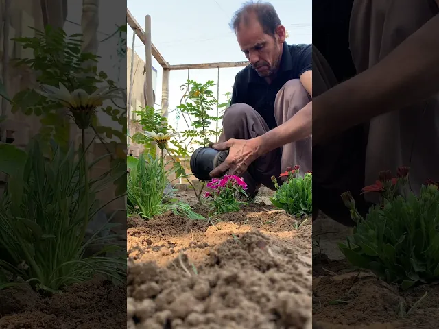 ⁣زراعة الورود في حديقة المسجد في شهر رمضان المبارك ١٤٤٤ هجري