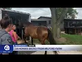 Oakland County Animal Control seizes 38 horses after alleged inappropriate treatment