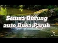 Download Lagu Suara air sungai untuk terapi burung stress - Relaksasi Burung - Terapi burung macet- AMPUH ❗