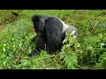 Huge Gorilla mating with tiny Monkey - 2b