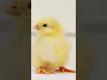 Download Lagu Anak Ayam Berkicau 🐥 ASMR
