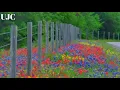 IU ' Troll (feat. DEAN) ' | easy lyrics