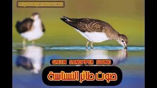 صوت طائر النسناسة النيلي Green Sandpiper Sound  صوت طائر النسناسة النيلي Green Sandpiper Sound