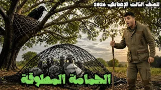 شرح درس الحمامة المطوقة بطريقة ممتعة   للصف الثالث الإعدادي      دندنها