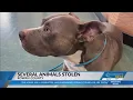 Several dogs stolen in Rowan County
