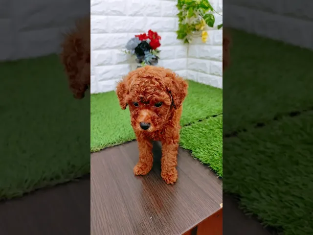 動画