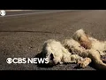 One state now has app to claim roadkill for food