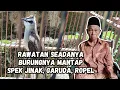 Download Lagu REVIEW BURUNG TRUCUKAN MILIK KAKEK BERUSIA 90 TAHUN, SANGKAR RUSAK TAPI BURUNGNYA SIP 💯