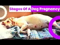 Stages Of A Dog s Pregnancy Week By Week 2023