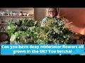Lagu Can you have deep midwinter flowers all grown in the UK? You betcha!