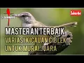 Download Lagu Masteran Paling Dicari! Variasi Tembakan Ciblek Terbaik Untuk Murai Juara \u0026 Trotol Anda - 1 JAM