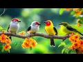 Download Lagu Unwind \u0026 Rejuvenate: Birdsong 🕊️🕊️🕊️ \u0026 Piano Healing Sounds