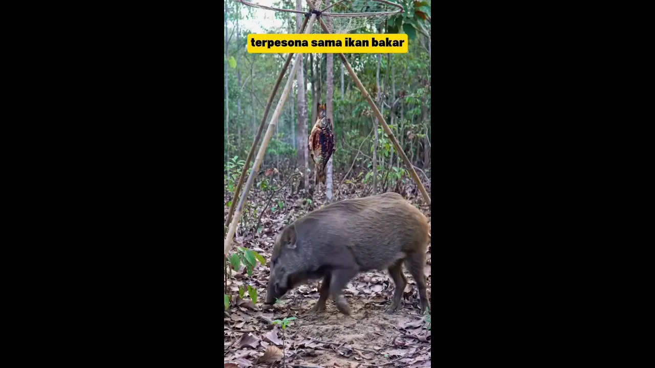 babi hutan