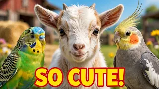 My Baby Goats and Budgies Are Too Cute To Handle! 🥰