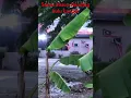 Download Lagu Surau dusun Nanding hulu Langat