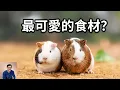 Download Lagu 超級萌寵的真實身份，竟然是美食！你能接受吃天竺鼠嗎？美洲原住民馴化豚鼠的真正原因……【老肉雜談】#動物 #豚鼠 #天竺鼠 #寵物 #美食