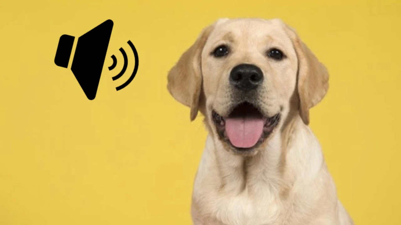 Labrador Dog Barking Sound - The SOund ButtOn Labrador Dog Barking Sound - The SOund ButtOn