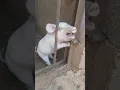 Download Lagu My head is stuck #cute #baby #viral #viralvideo #shorts