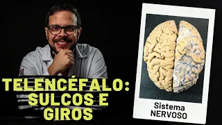 SISTEMA NERVOSO: TELENCÉFALO  (SULCOS E GIROS) - AULA PRÁTICA COM PROF. ANDRÉ OLIVEIRA