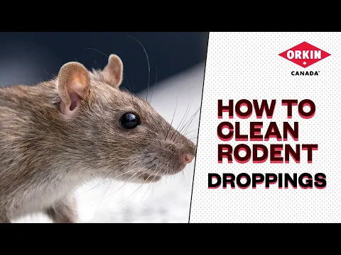 Fresh 2024 rat poop
