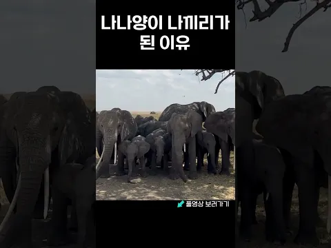 나나양이 나끼리가 된 이유 #램램 #나나양