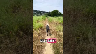 #fyp #pets #dream #doberman #vlog