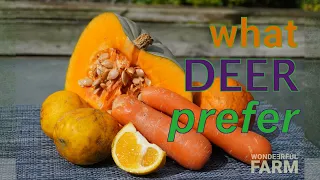 What do deer prefer to eat Corn lemon orange carrot pumpkin