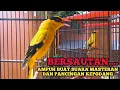 Download Lagu KICAUAN BURUNG KEPODANG EMAS GACOR suara bersautan AMPUH BUAT PANCINGAN KEPODANG \u0026 MASTERAN KEPODANG