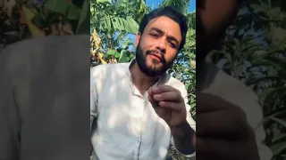شجرة العشم   فارس قطريه دندنها