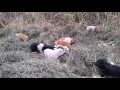 James Ranch Pastured Piglets Durango CO