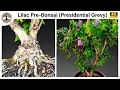 Download Lagu Lilac Pre-Bonsai (Presidential Grevy)