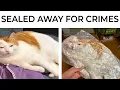 Download Lagu Cat Memes