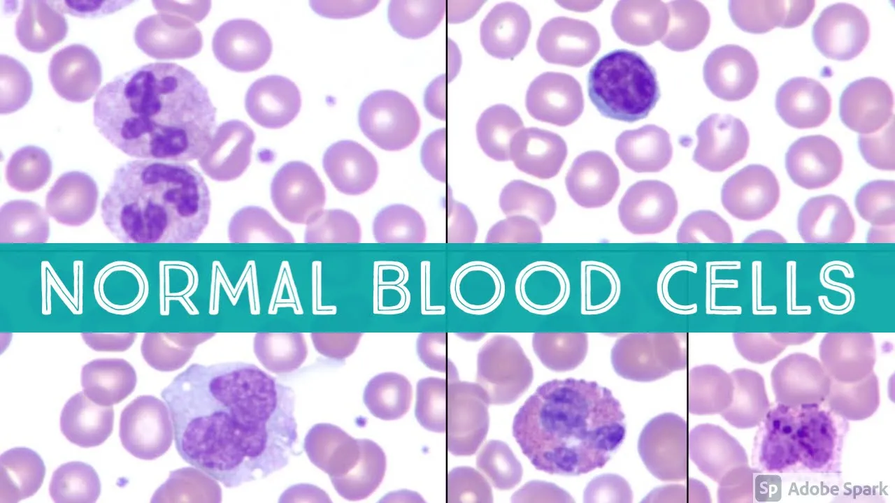 Normal Blood Cell Morphology on Peripheral Smear | Neutrophils, Lymphocytes, Eosinophils & More | Hematopathology Education