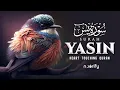 Lagu Surah Yaseen سورة يس | Peaceful Night Recitation for Sleep, Healing \u0026 Protection #lofiquran