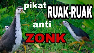 ruak ruak pikat mp3 suara ruak ruak