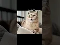 Lagu fanny cat?... #trendingcats #prettyfunny #cat #shorts #shortvideo #shortsfeed #animals #animalshorts
