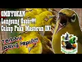Download Lagu Pleci Bakalan Gacor Dan Ngotot Bunyi Ga Pake Lama!!!