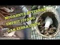 Lagu Mudahnya beternak emprit jepang dan zebra finch