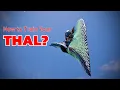 Download Lagu How To Train Your Thal - Path of Titans