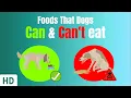 Foods That Dogs Can And Can t Eat
