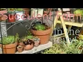 Succulent Farm in the city Craigslist patio learning how to garden