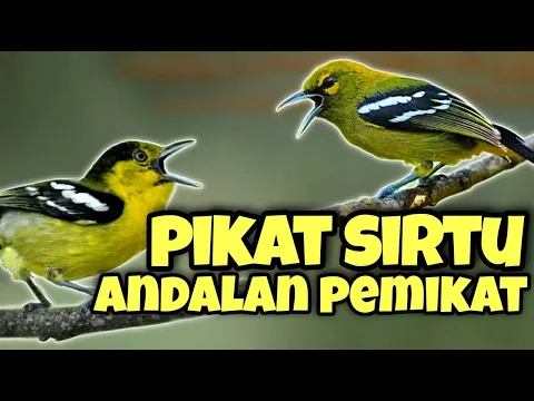 Download MP3 SUARA PIKAT SIRTU SUSAH TURUN DIJAMIN AMPUH!!!!!