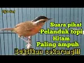 Download Lagu SUARA PIKAT PELANDUK TOPI HITAM AMPUH 💯% LANGSUNG PADA KUMPUL