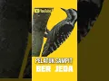 Download Lagu Suara platuk Beras Sampit gacor jernih berjeda #platuk
