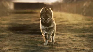 LEGEND OF DOG TOGO Epic Cinematic 